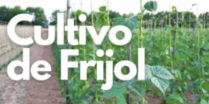 cultivo de frijol destacada 2