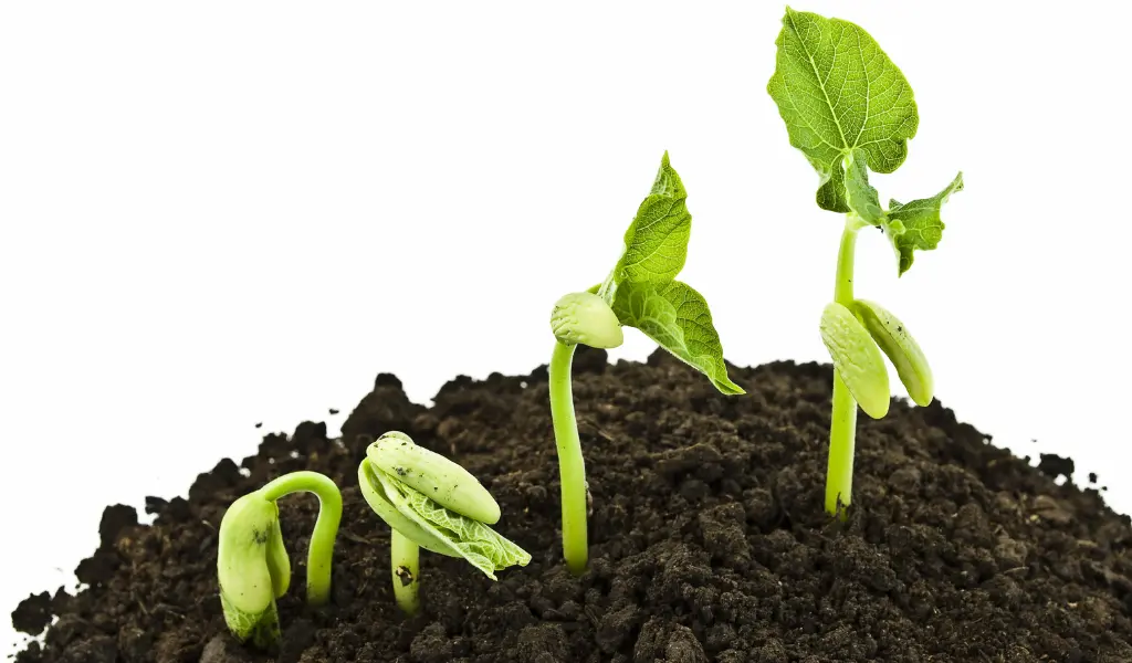Cultivo de Frijol: Estrategias Modernas y Consejos Expertos 2 cultivo de frijol tc