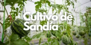 cultivo de sandia destacada