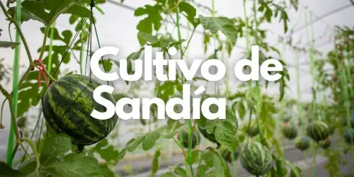 Cultivo de Sandía: Guía Completa desde la Siembra hasta la Cosecha 1 cultivo de sandia destacada