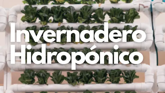 Guía de Invernadero Hidropónico, Revolucionando la Agricultura Moderna 1 invernadero hidroponico destacada