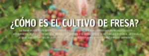 produccion de fresas