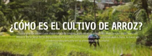 cultivo de arroz