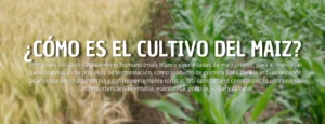 siembra de maiz