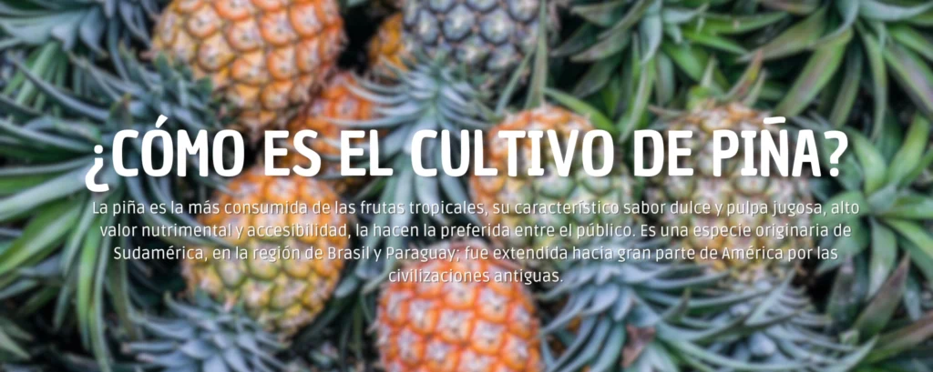Cultivo De Piña: Todo acerca del sembrado y cosecha de esta fruta tropical.